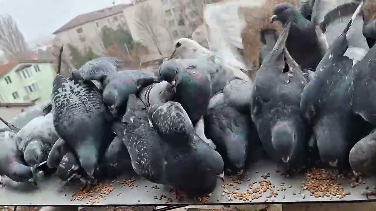 The number of pigeons is more than 30 😁 #viralvideo #birds #fyp #pigeons @MrBeast @YouTube