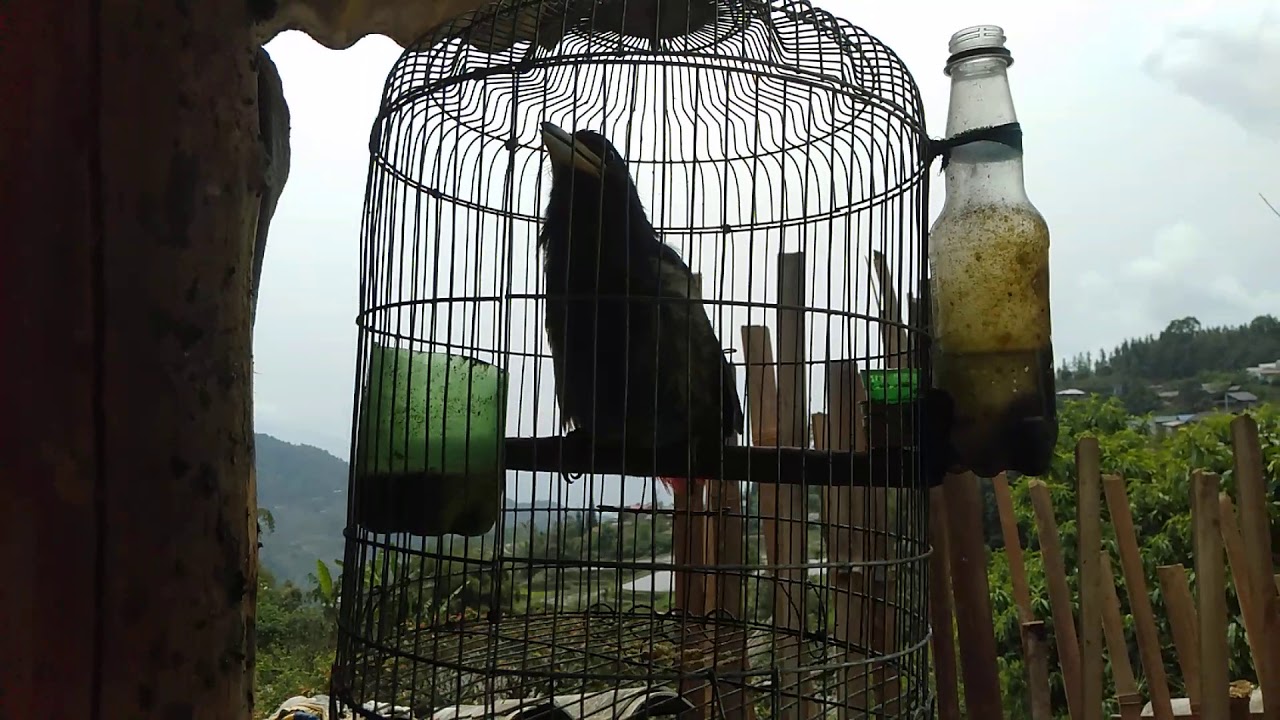 Cuộc sống v&ugrave;ng cao.Tiếng chim cu rốc vẫn h&oacute;t như ng&agrave;y n&agrave;o nghe m&agrave; l&ograve;ng thanh thản