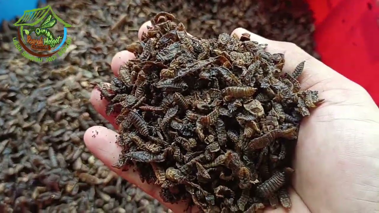 Cara yang paling mudah dan murah mengawetkan maggot BSF