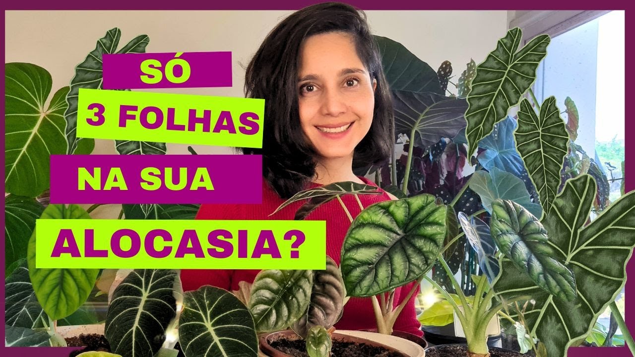 ALOCASIA COM POUCAS FOLHAS| aprenda tudo sobre esta planta que combina com tudo