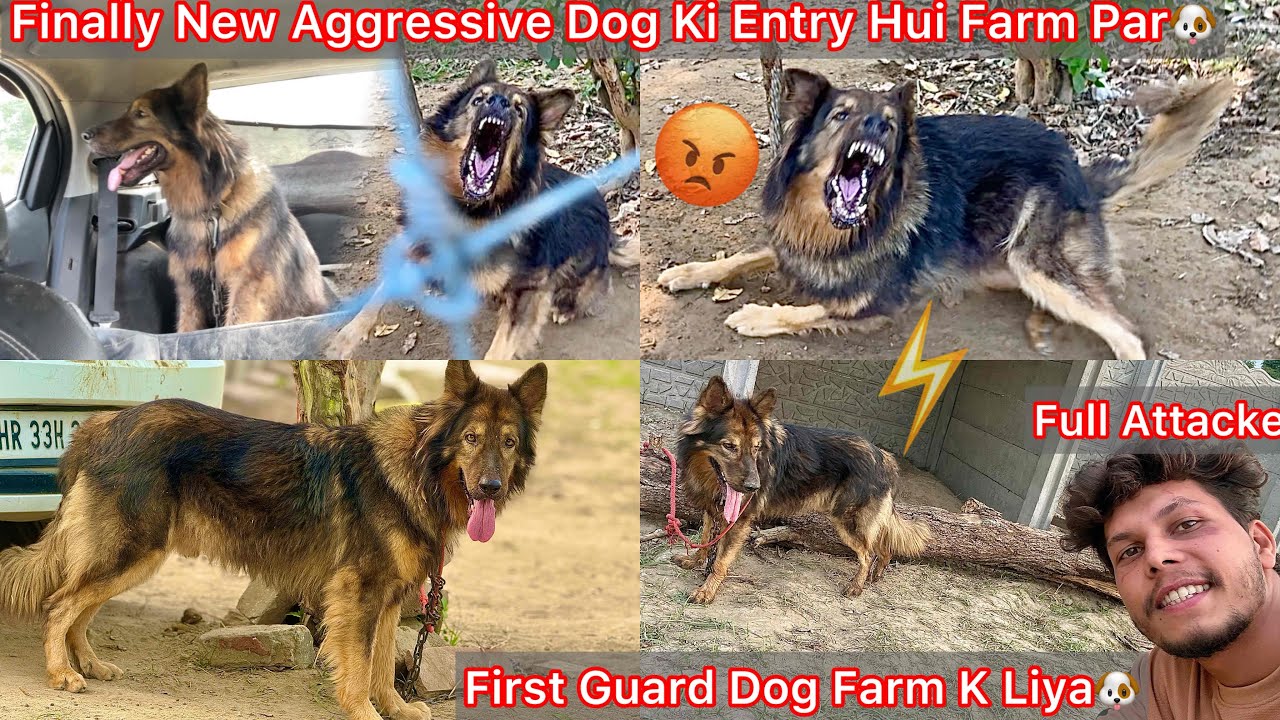Finally Farm Par New Aggressive Dog Ki Entry Hui🐶Lana Mai Halat Kharab Hogye😨Gadi M Kiya Hamla😰