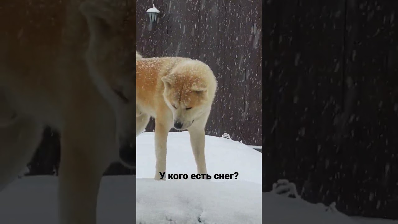 у кого снег у Фаро нетк