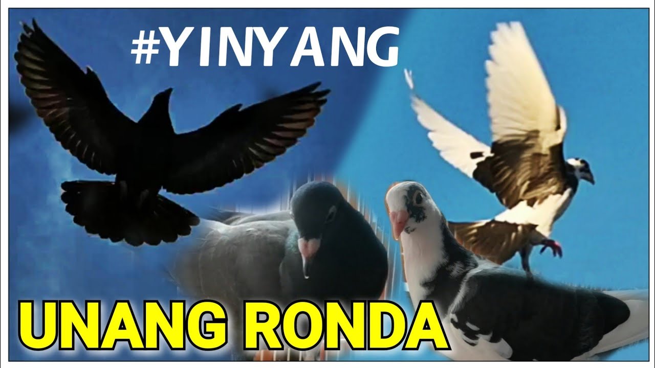 UNANG RONDA NG YINYANG: SUMUSUBOK PALANG NG PAKPAK NILA (KALAPATI GIRL PH)