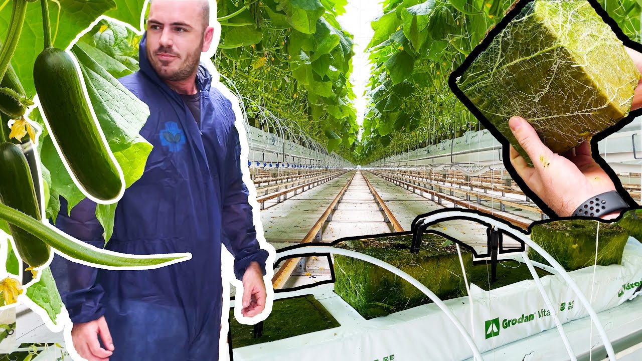 Growing in Rockwool: Hydroponic Greenhouse Cucumbers 🥒