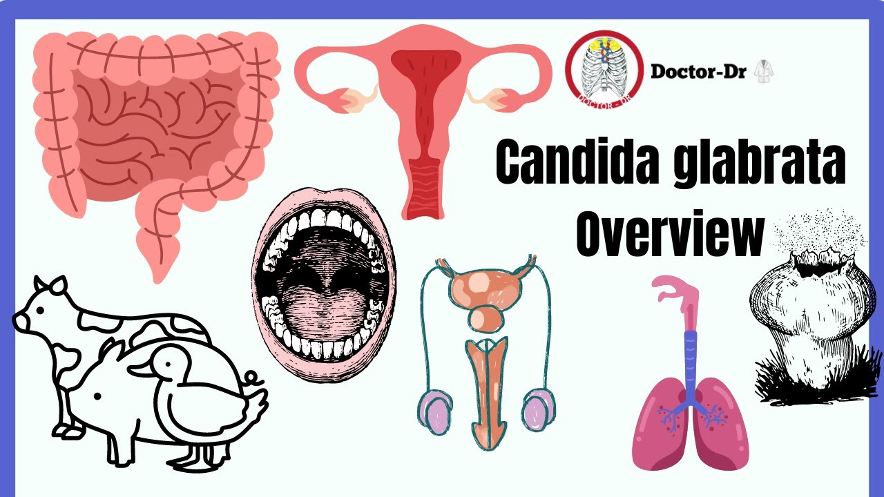 Candida glabrata: From Habitat to Treatment | Comprehensive Guide & Laboratory Diagnosis - Mycology