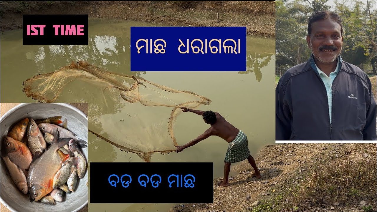 ଫାଶୀ ଜାଲ ରେ ଧରାଗଲା ମାଛ । ବଡ ବଡ ମାଛ । various type ର ମାଛ ।ଥରକା ଉଠିଲେ 4kG
