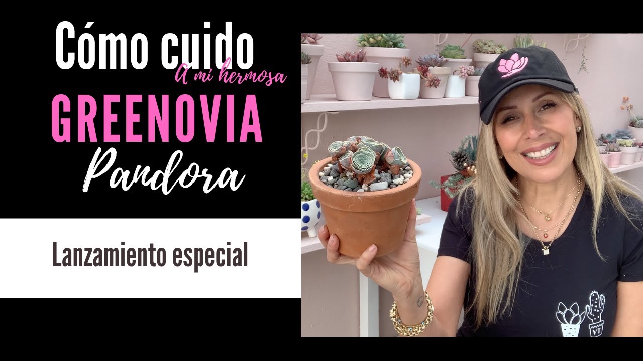 👩🏼‍🌾  Greenovia pandora como la cuido y un lanzamiento especial