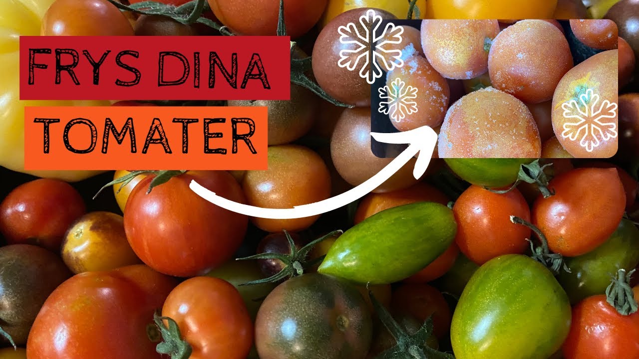 Överväldigad av tomatskörden? Rädda skörden genom att FRYSA dina tomater direkt efter skörd