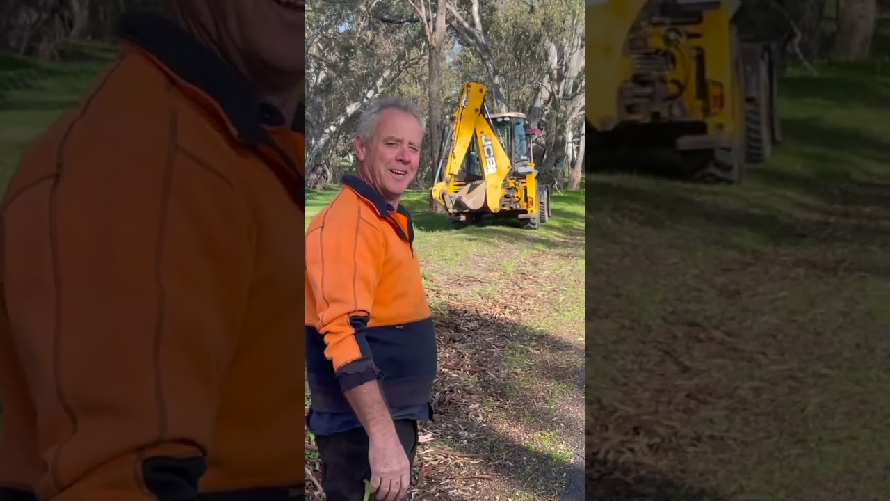 Bealiba Tree Felling