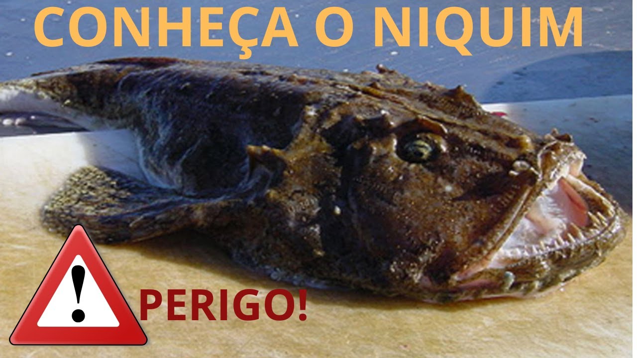 Conheça o Niquim peixe perigoso.@PescaTurismopescaturismo