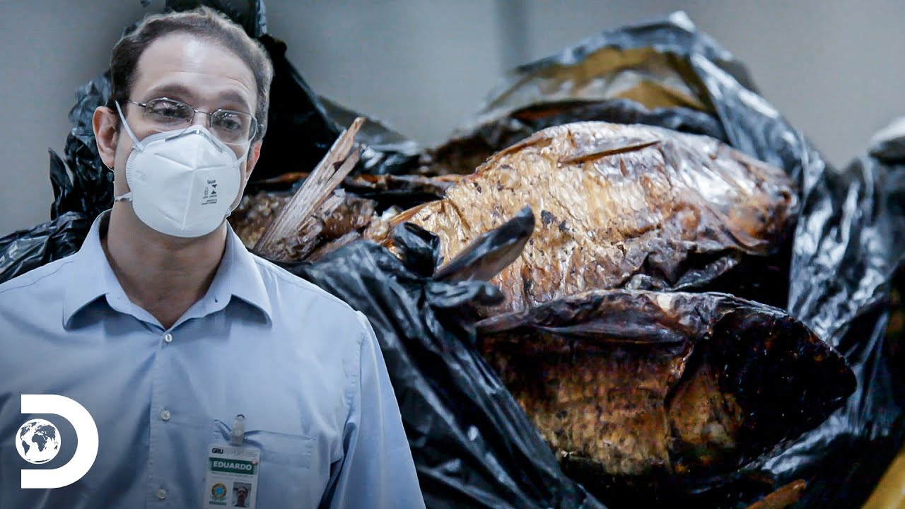 Passageiro perde uma bagagem cheia de comida | Aeroporto: &Aacute;rea Restrita | Discovery Brasil