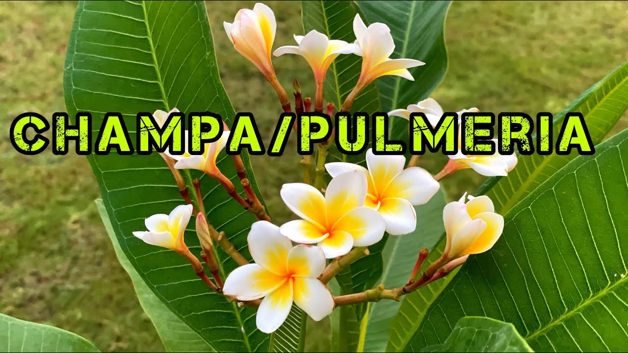 Care and grow of Champa / Pulmeria flower Plant || Go Green || 08 May 22