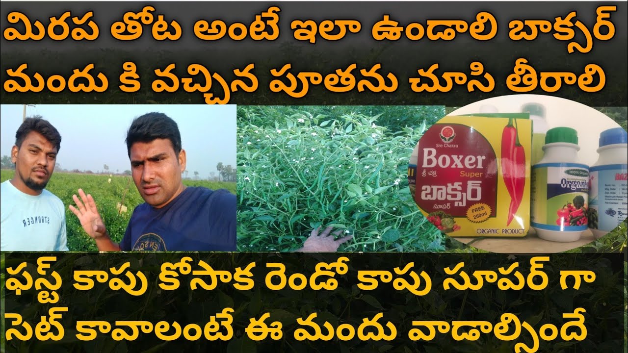 మిరప తోట అంటే ఇలా పండించాలి ఈ రైతు బాక్సర్ స్ప్రే చేసాక పూత కాత మాములుగా లేదు