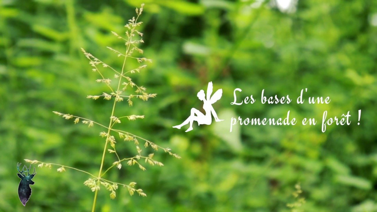 Connexion aux &eacute;l&eacute;mentaux et gardiens des lieux - M&eacute;thodes Faciles
