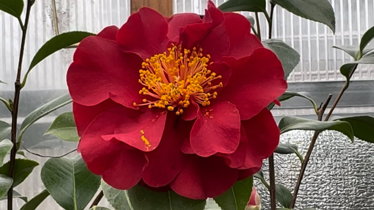 Камелии🌺зимой❄️на улице в Одессе