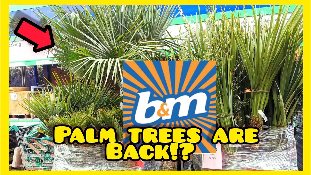 B&M BARGAIN PALM TREES Are Back in Garden CENTRE!? 🌴 | Feb 2026 | Tropical Gardening UK