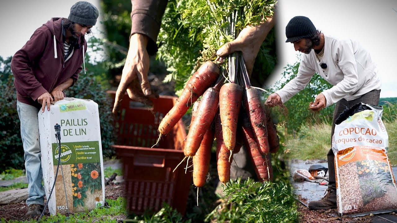 CAROTTES en SEMIS DIRECT avec différents SUBSTRATS