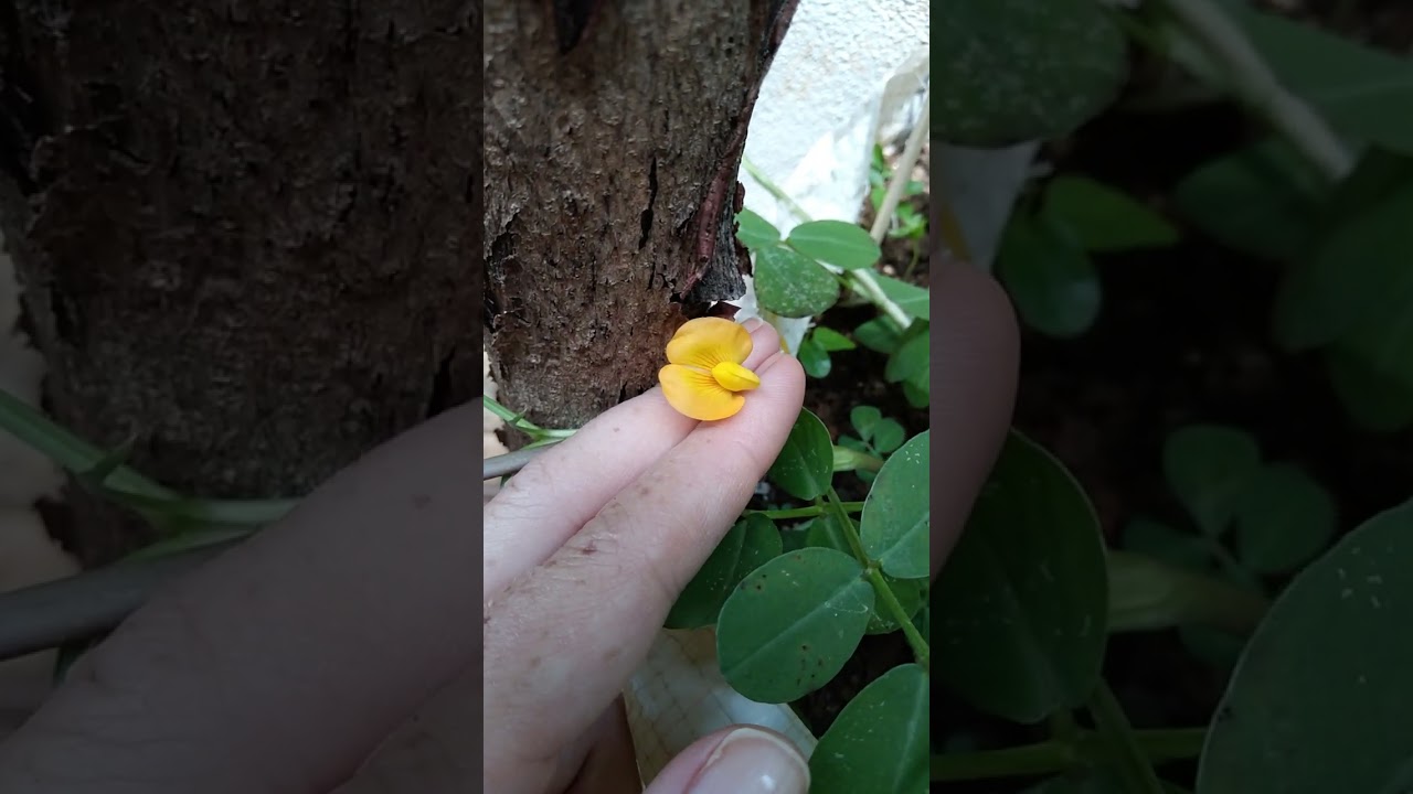 Flor.de amendoim 