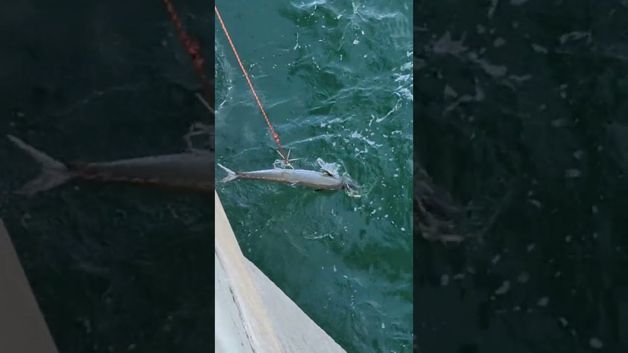40lb-ish King Mackerel caught at Johnnie Mercer's pier in Wrightsville Beach, NC on 9/11/23.