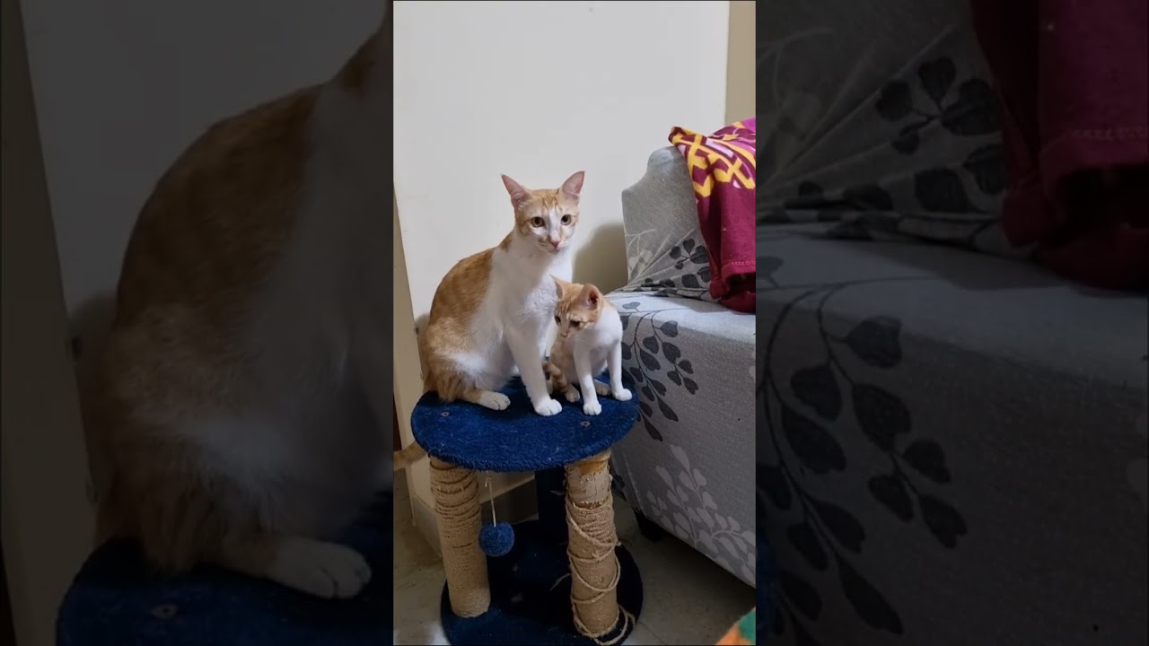 Kittu with other cats and kittens ❤️ #gingercat #catvideos #gingercat 