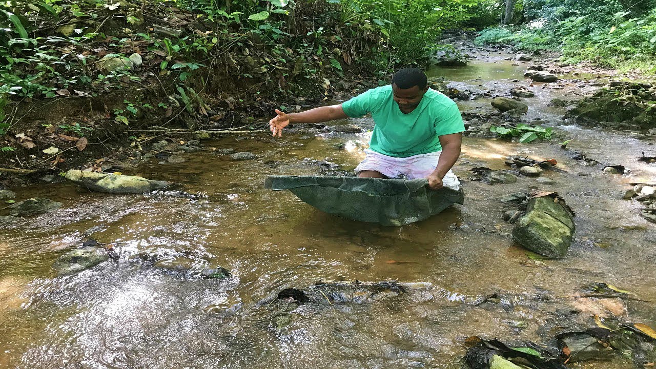 el río donde viven los peces guppy y los camarones más raros