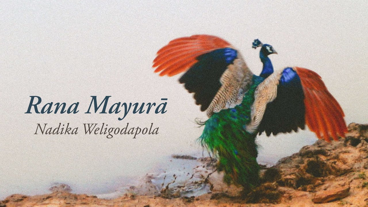 Nadika Weligodapola - Rana Mayurā (Official Audio)