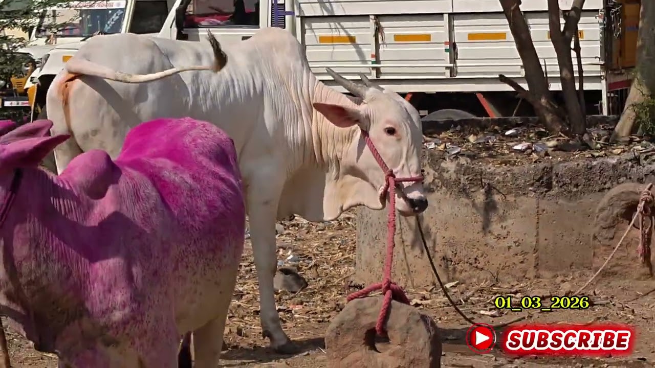 ಮೂಡಲಗಿ ದನಗಳ ಪೇಟೆ|| mudalagi bulls bajar 💥🙏 Subscribe madr,🙏#cow #bullfarm #animalfarming #bull #