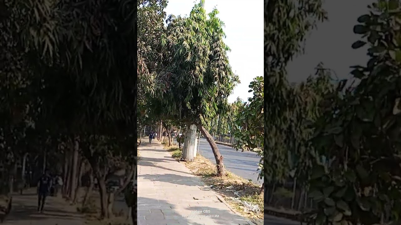 হাতিরঝিলে পলাশ ফুল