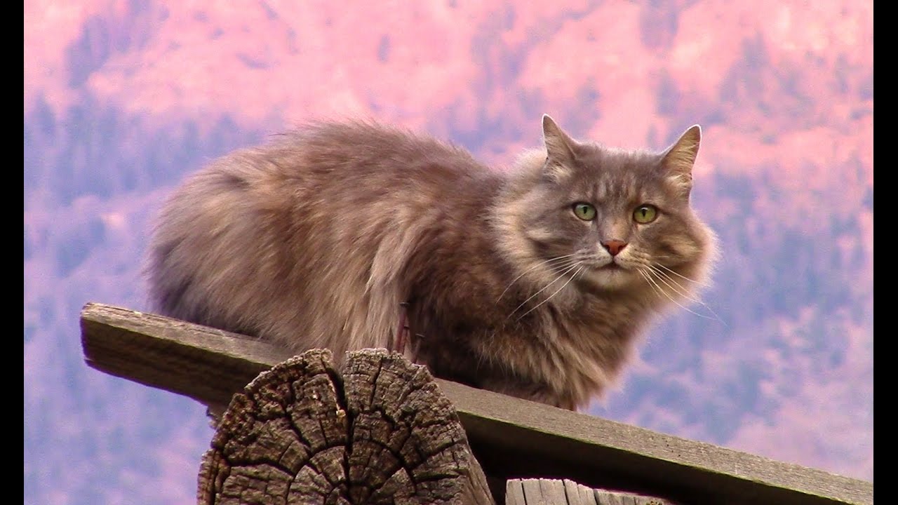 Most interesting cat in the Rocky Mountains