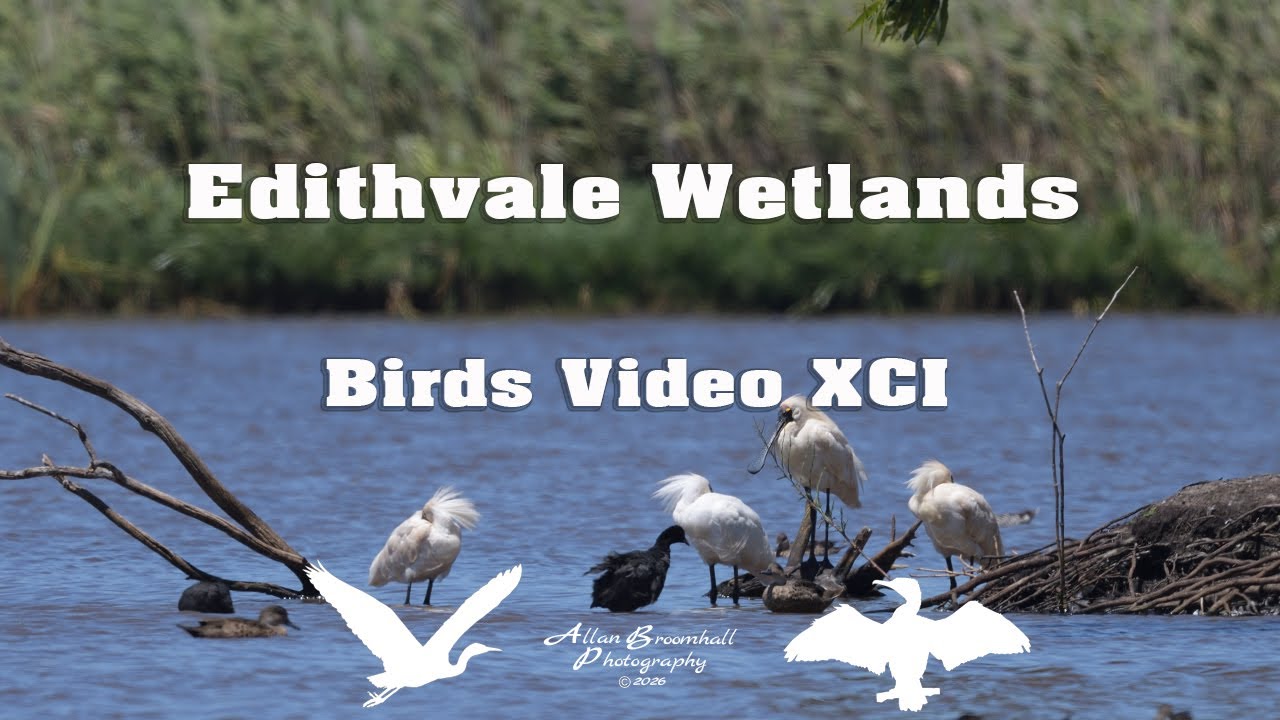 Edithvale Wetlands - Birds Video XCI #birds #australiannativebirds #birdsofaustralia #birdlist