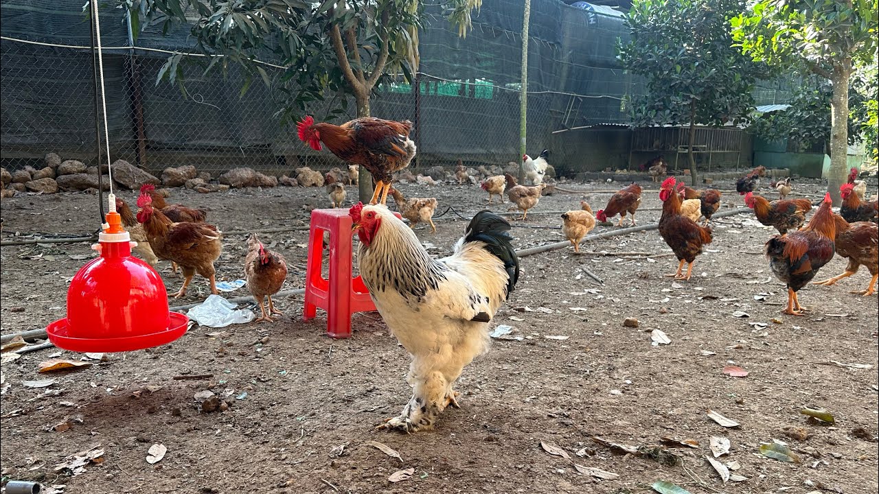 Làm máng nước cho Gà