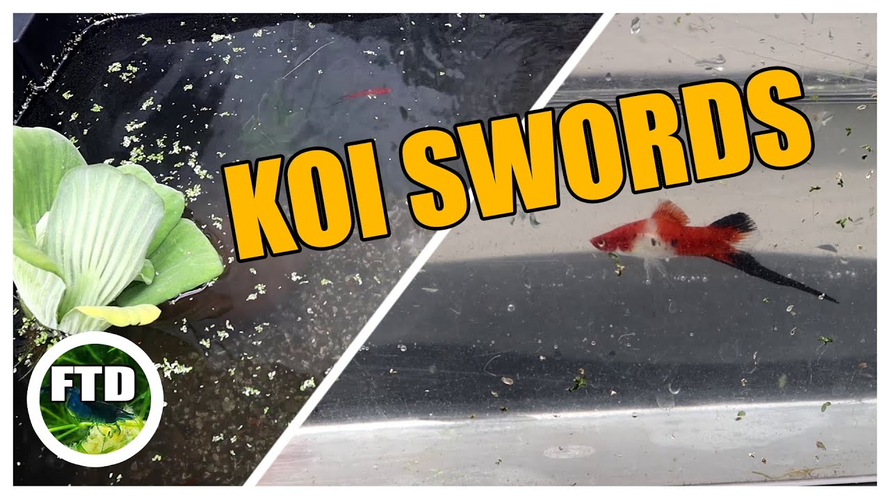 Koi Swordtails in a Pond! New Breeding Project!