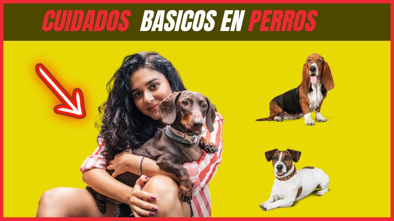 🚨 CUIDADOS b&aacute;sicos en PERROS🚨