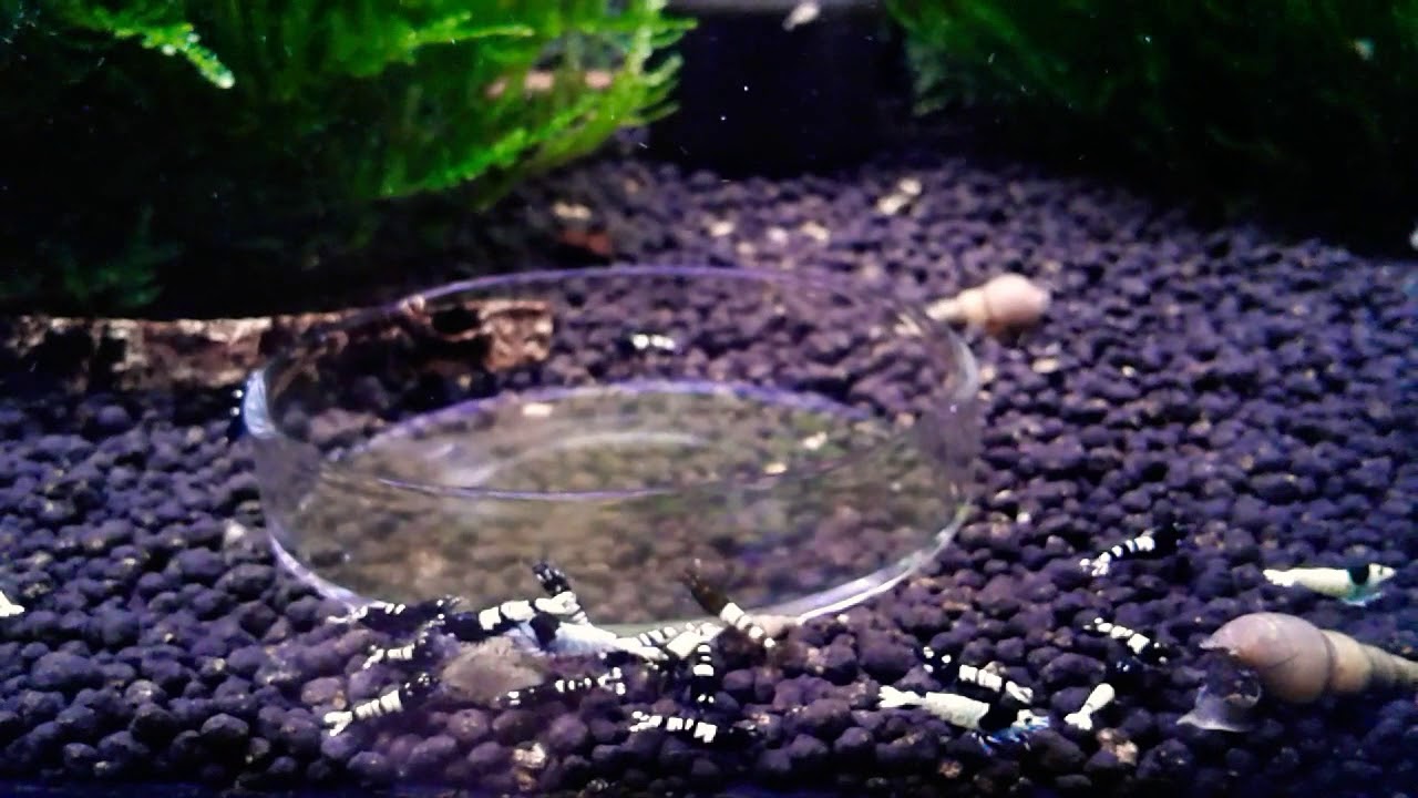 Major shrimp: mixed pinto shrimp tanks