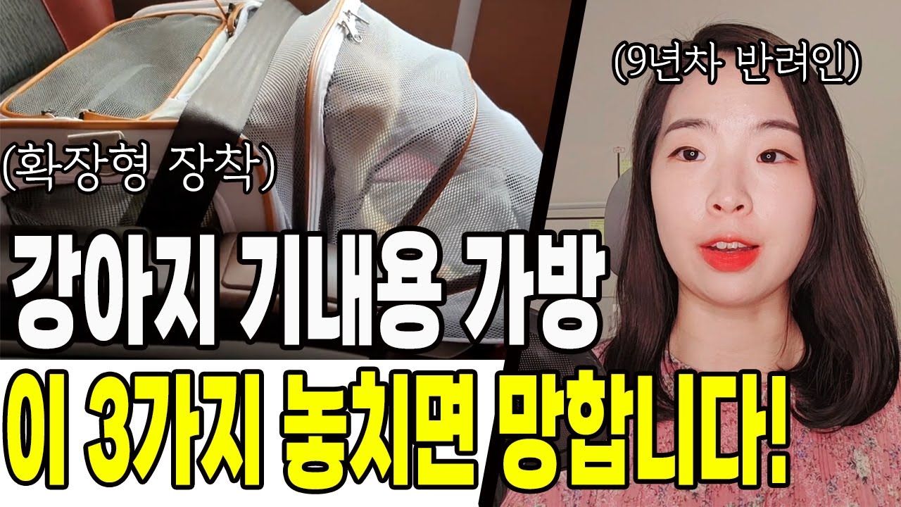 강아지 기내용 가방 선택할 때 반드시 고려해야 할 3가지 기준!