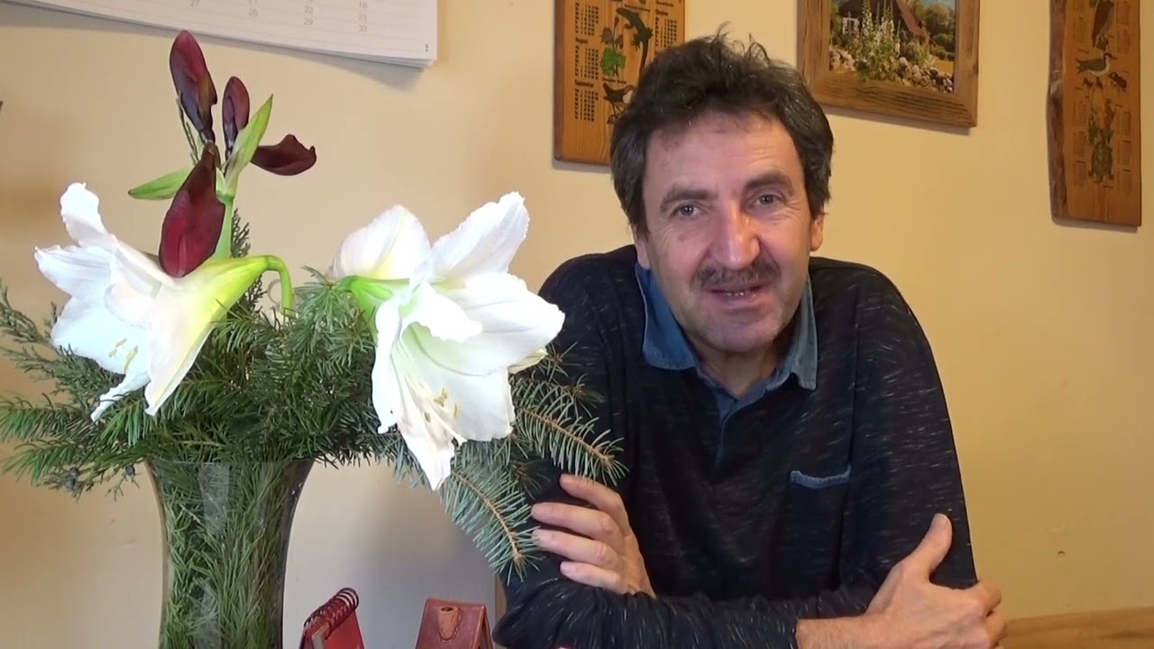 Amaryllis pflegen kinderleicht