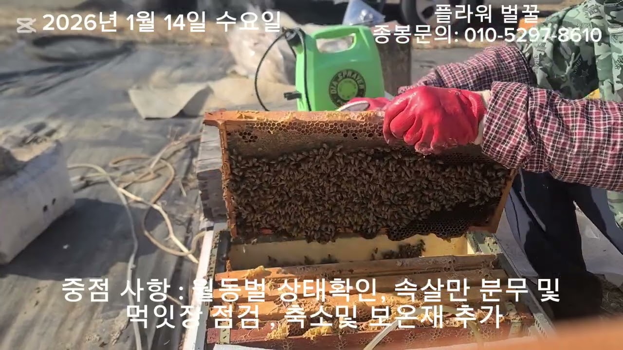 (재)26년 1월14일 수요일 첫봄벌 깨움#종봉#수정벌#양봉#보온#축소