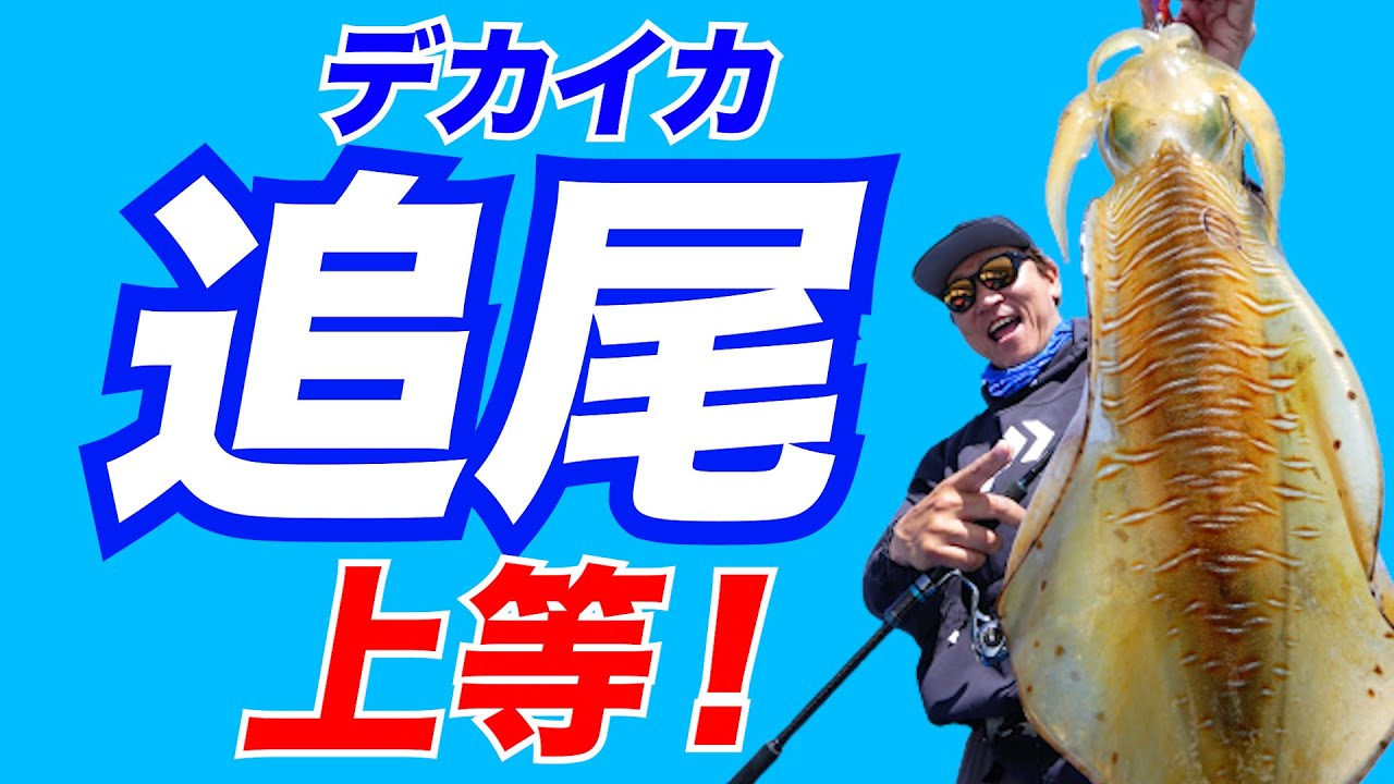 【衝撃映像】追尾するアオリイカが襲ってきたら（エギング）