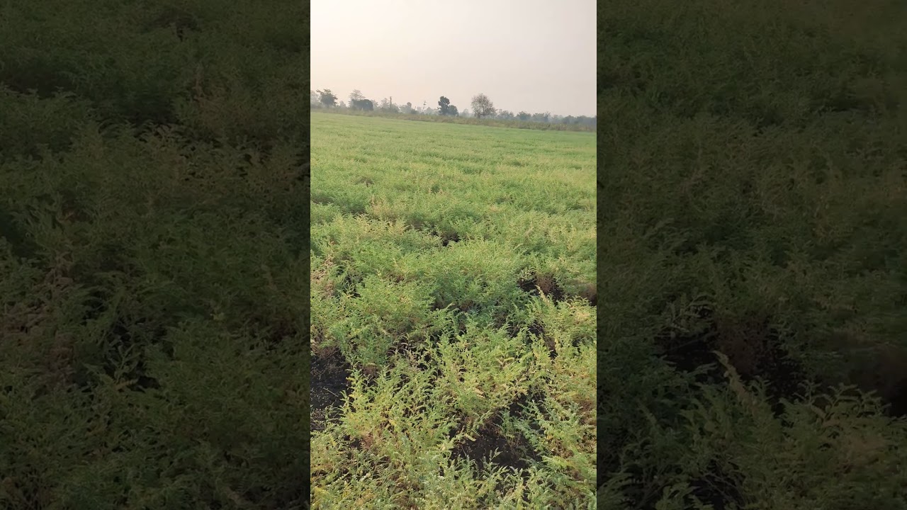 Bengal gram Crop