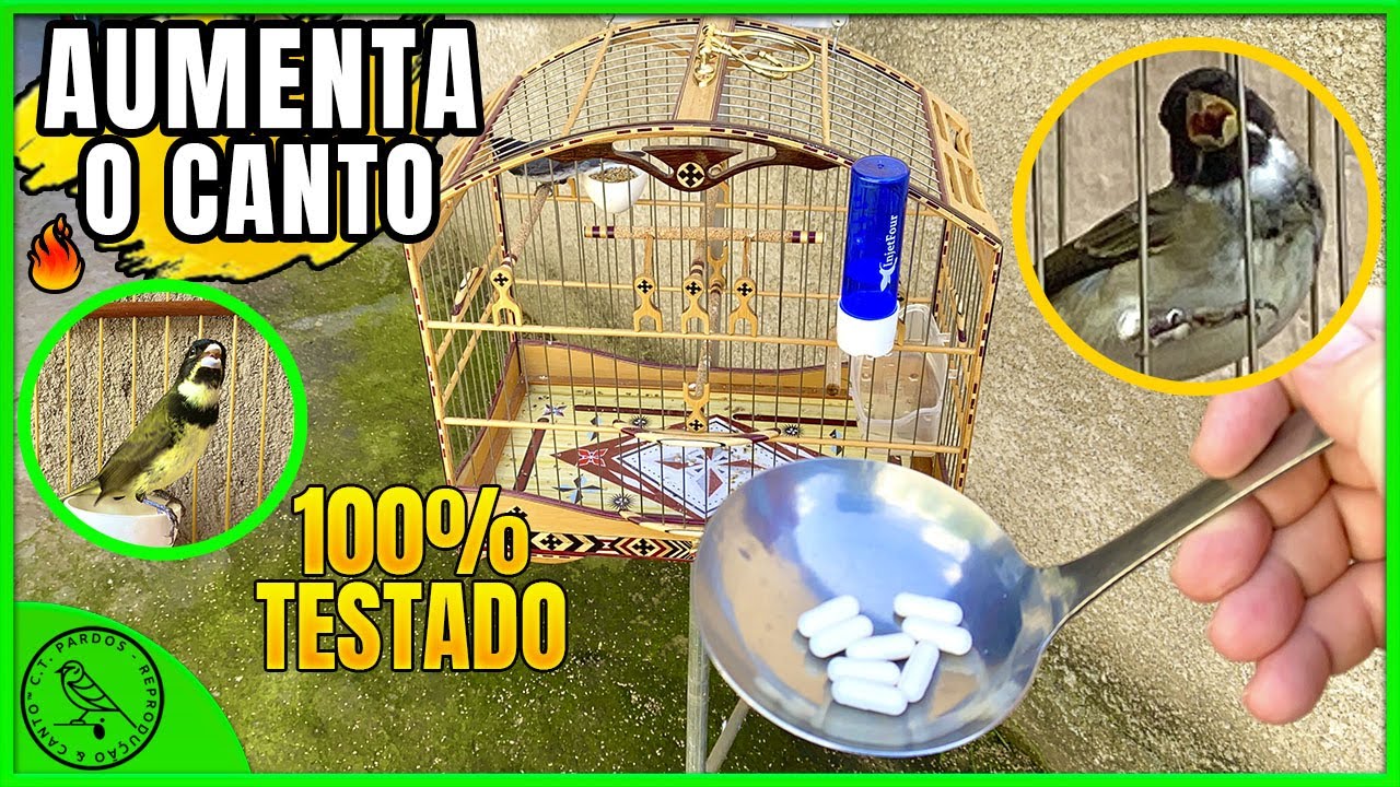 INCRÍVEL! SOMENTE ISSO FAZ CANTAR DEMAIS (coleiro e papa-capim)