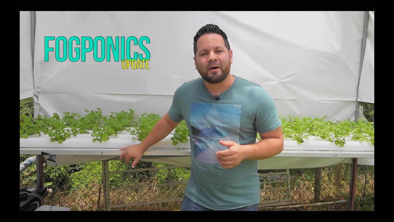 Fogponics Update