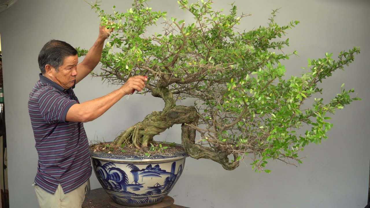 BONSAI CHO MỌI NGƯỜI ( TẬP 27 ) TRẦN THẮNG OFFICIAL : LINH SAM ĐỔ ÔM CHẬU 2016 2021.