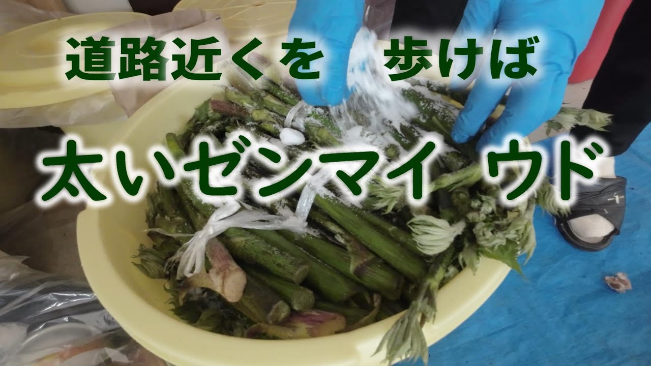 道路からそんなに入らなくても山菜があります