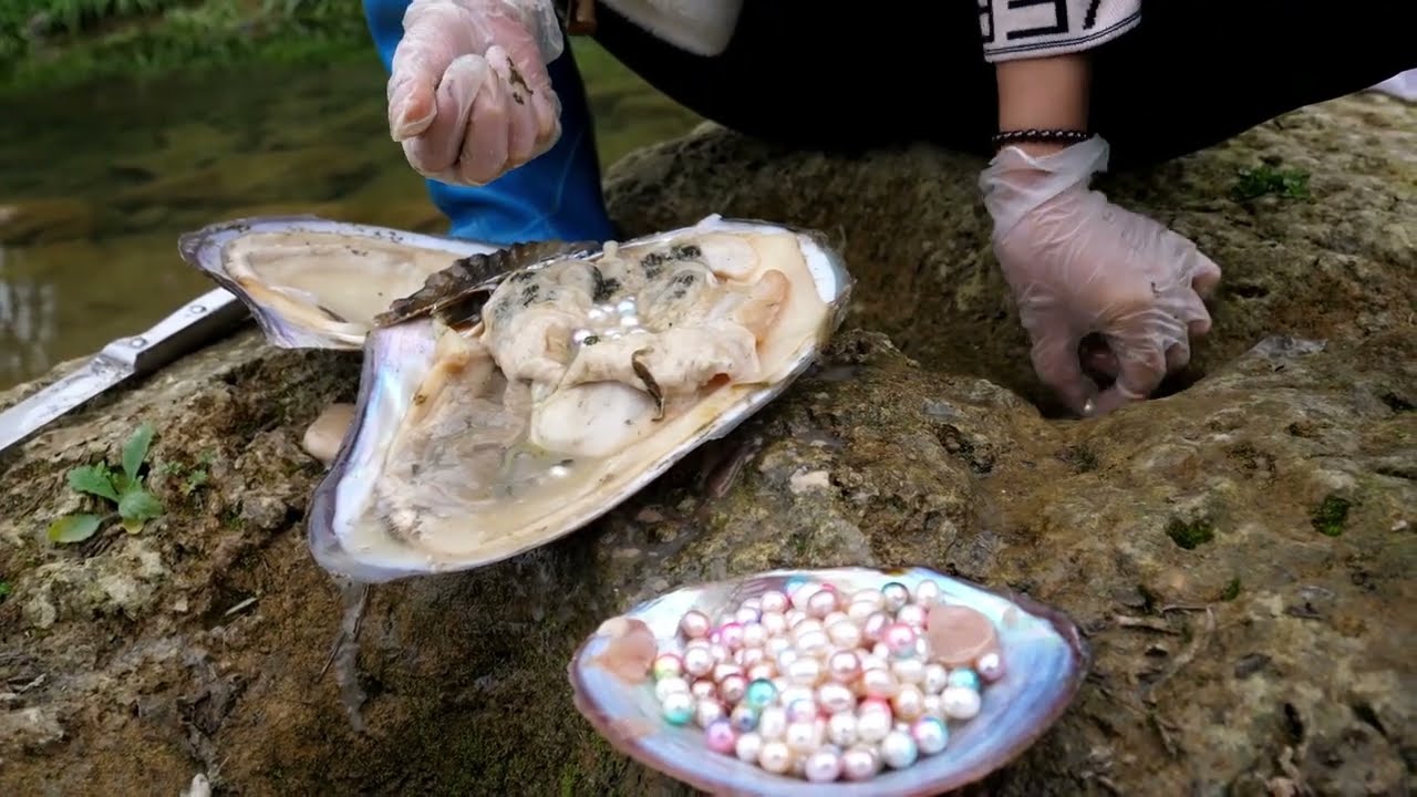 Pearls collected  2 from giant river mussels are unique, rare in color and shape
