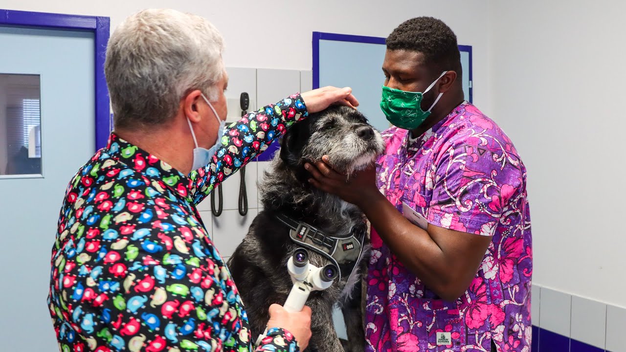 Kévin Yaméogo en stage en clinique vétérinaire