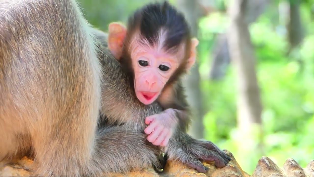 Monkey 