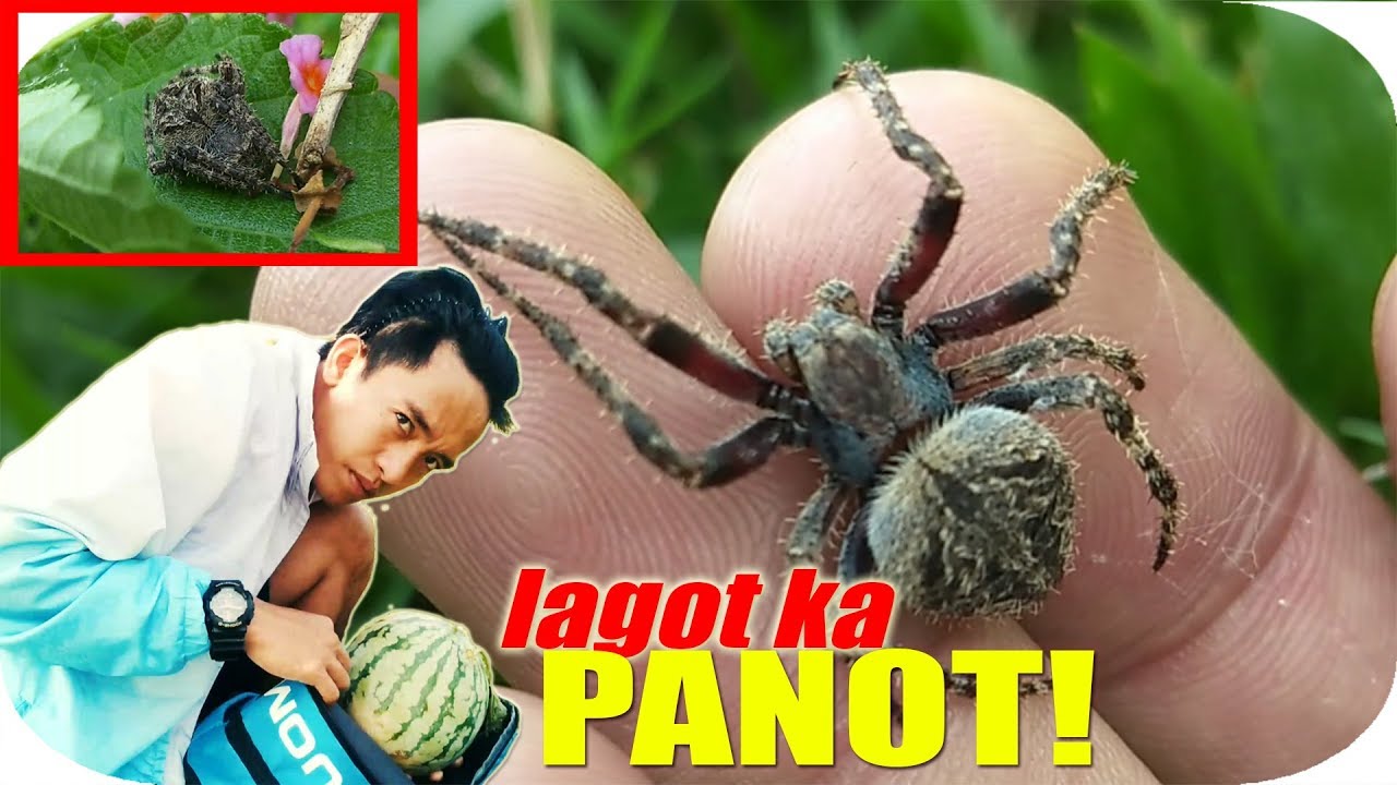 DHIX NAGNAKAW NG PAKWAN PAGKATAPOS MAG SPIDER HUNT