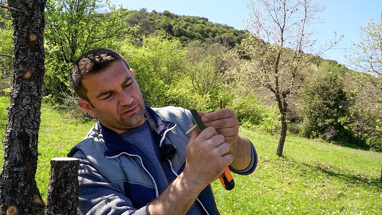 Μπόλιασμα,κέντρωμα,εμβολιασμός καρποφόρων δέντρων με διαφορετικές τεχνικές| Best grafting techniques