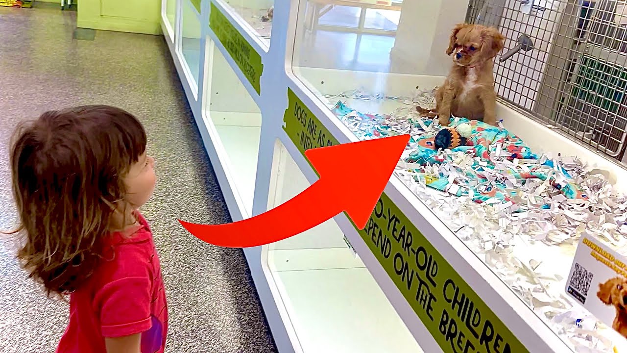 Getting Him a Puppy?!?!