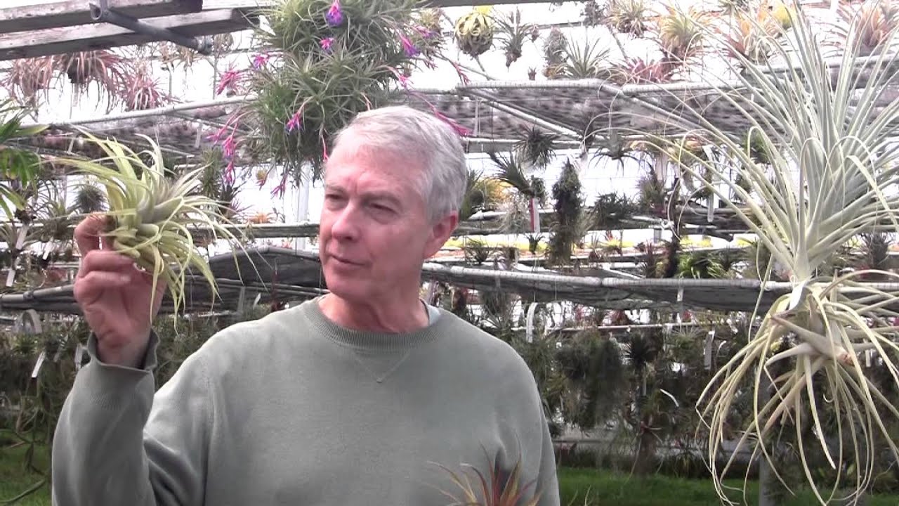 Paul Isley - Rainforest Flora - 